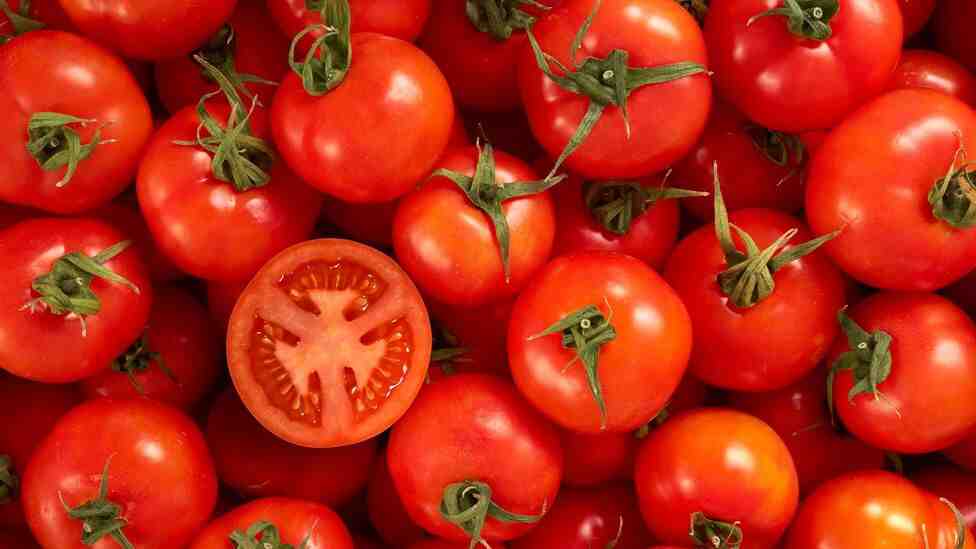 Quelle profondeur de terre pour planter des tomates ?