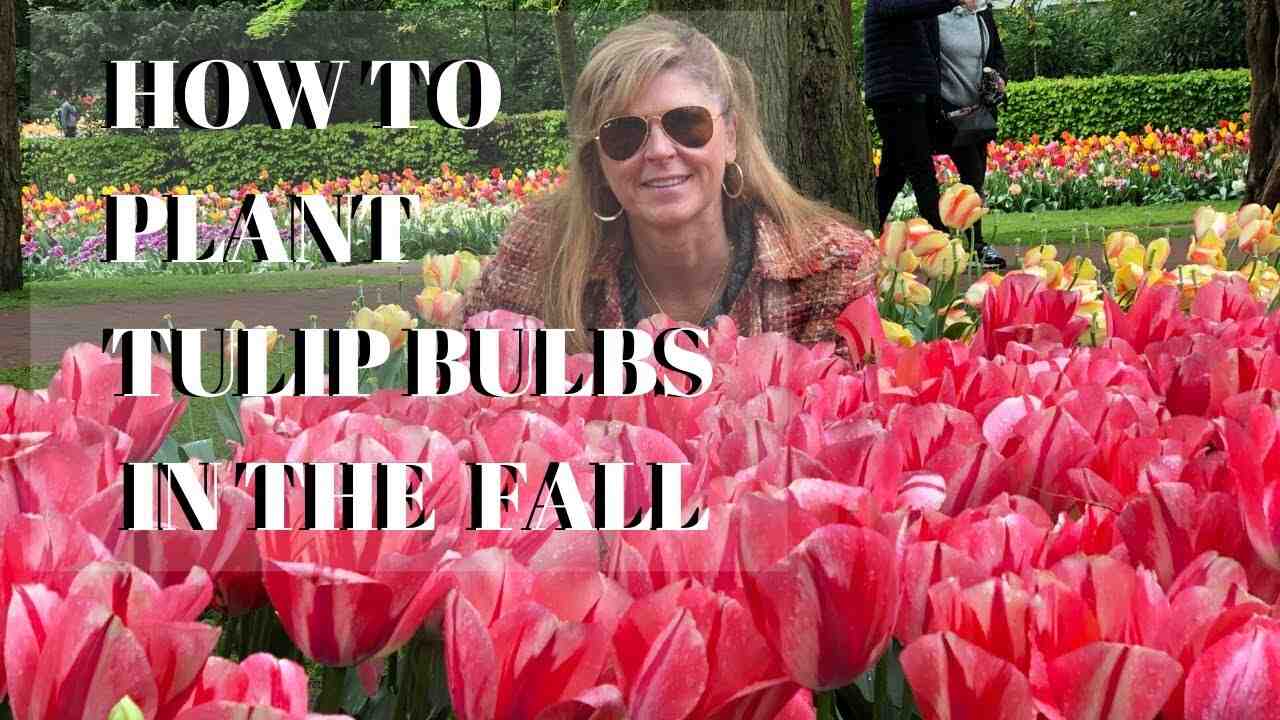 Quelle profondeur planter les bulbes de tulipes ?