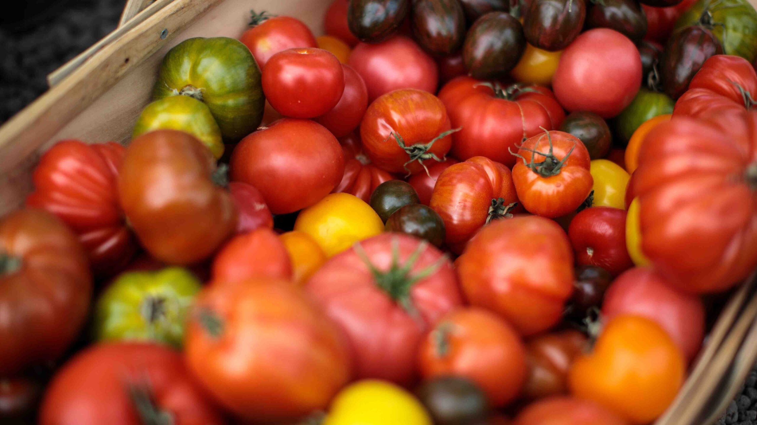Quelle quantité de terre pour un pied de tomate ?