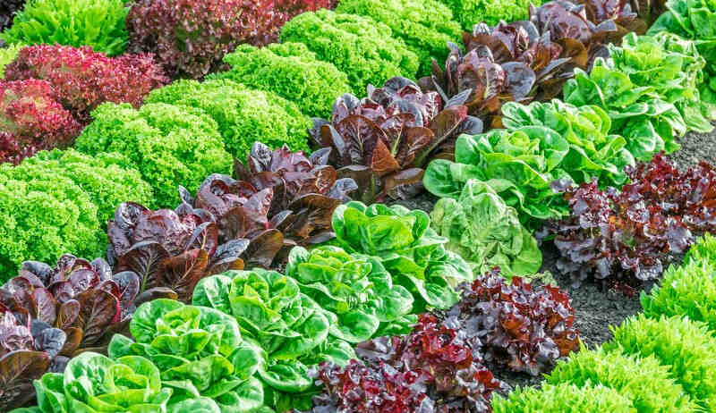 Quelle salade planter en avril ?