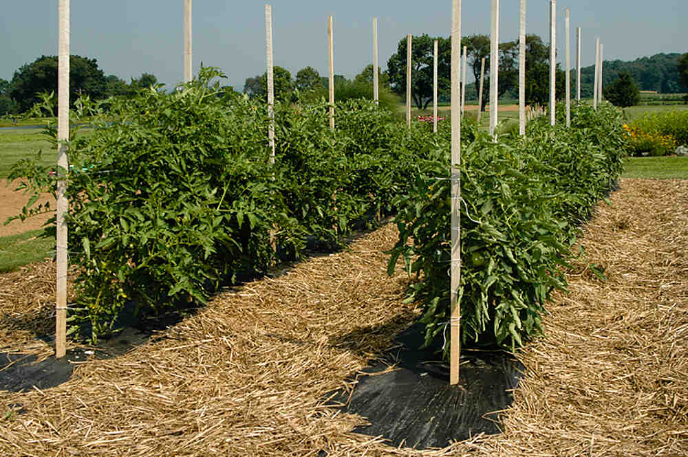 Quelle température pour les plants de tomates ?