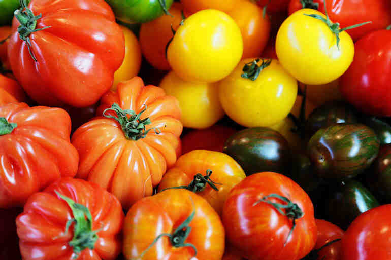 Quelle tomate planter dans le sud de la France ?