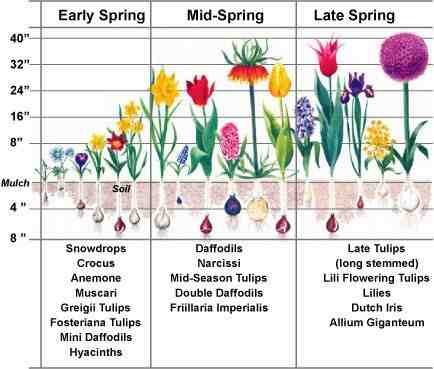 Quelles bulbes planter en avril ?
