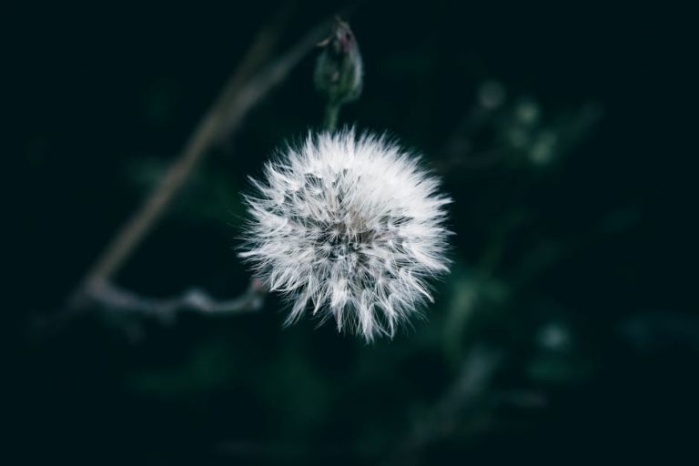 Le désherbant naturel : mythe ou réalité ?